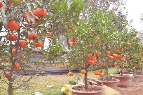 Hơn 30 triệu đồng một chậu hoa lan - ảnh 26