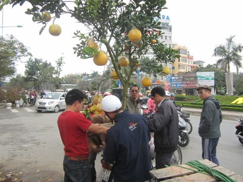 Chán quất, chi bạc triệu mua cả cây bưởi chơi Tết - ảnh 8