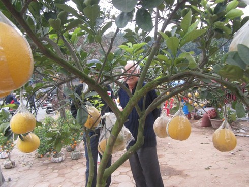 Chán quất, chi bạc triệu mua cả cây bưởi chơi Tết - ảnh 4