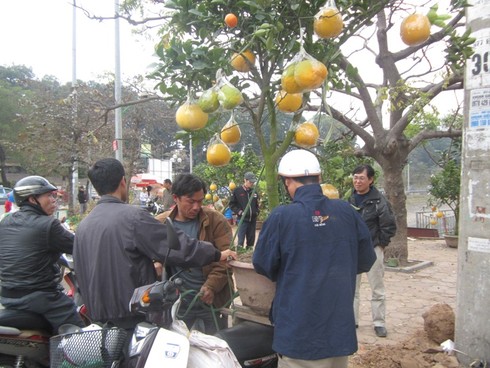 Chán quất, chi bạc triệu mua cả cây bưởi chơi Tết - ảnh 7