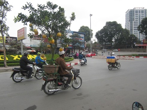 Chán quất, chi bạc triệu mua cả cây bưởi chơi Tết - ảnh 10