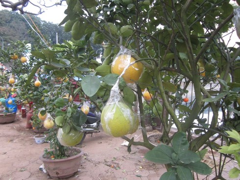 Chán quất, chi bạc triệu mua cả cây bưởi chơi Tết - ảnh 1