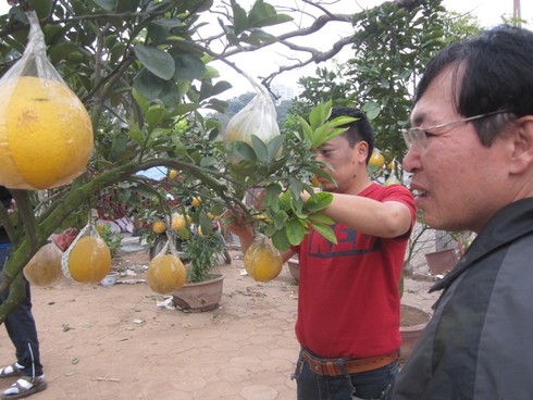 Chán quất, chi bạc triệu mua cả cây bưởi chơi Tết - ảnh 3