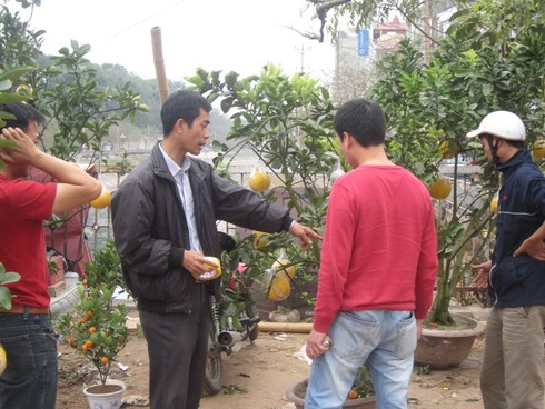 Chán quất, chi bạc triệu mua cả cây bưởi chơi Tết - ảnh 2