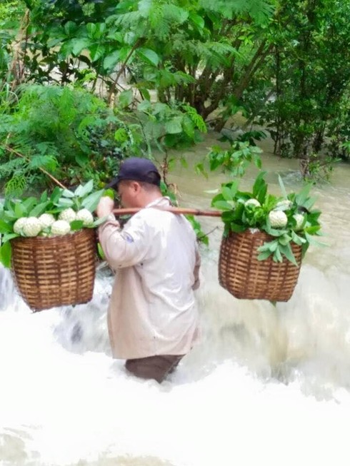 Hái na nguy hiểm trong mưa lũ - ảnh 1