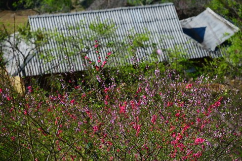 Hoa đào vẫn nở trắng trời Tây Bắc - ảnh 11
