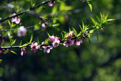 Hoa đào vẫn nở trắng trời Tây Bắc - ảnh 13
