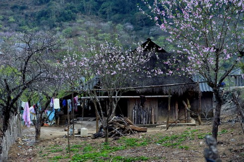 Hoa đào vẫn nở trắng trời Tây Bắc - ảnh 6