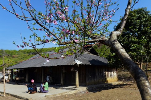 Hoa đào vẫn nở trắng trời Tây Bắc - ảnh 7