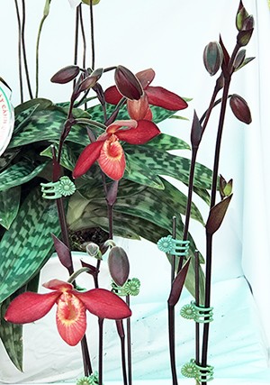 Hoa rừng, hoa nhà đua nhau khoe sắc tại Hội thi lan Việt Nam - ảnh 2