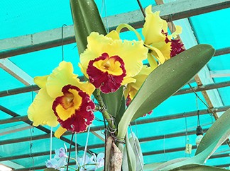 Hoa rừng, hoa nhà đua nhau khoe sắc tại Hội thi lan Việt Nam - ảnh 1