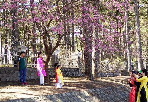 Ngây ngất ngắm hoa anh đào nhuộm hồng phố núi Đà Lạt - ảnh 1