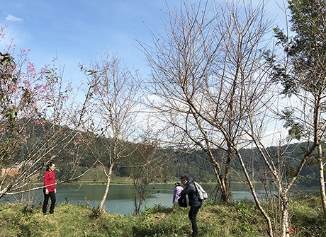 Ngày hội hoa anh đào Đà Lạt lại ‘vỡ trận’ - ảnh 1