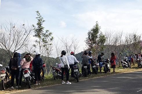 Ngày hội hoa anh đào Đà Lạt lại ‘vỡ trận’ - ảnh 2