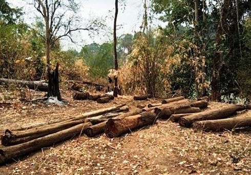 Thêm một vụ hủy hoại rừng ở Vườn Quốc gia Yok Đôn - ảnh 1