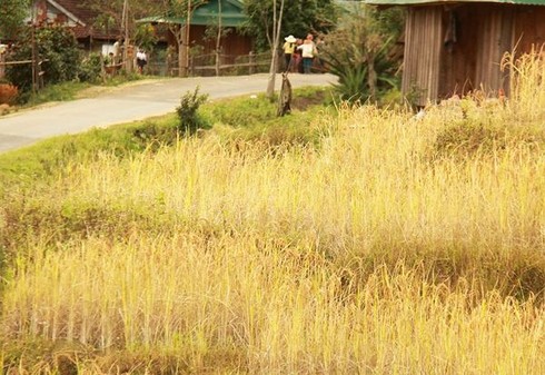 Phóng sự ảnh: Mưu sinh dưới chân núi Ngọc Linh - ảnh 3