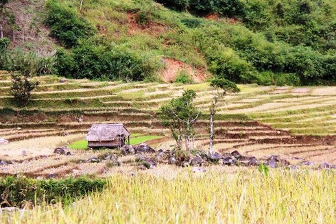 Phóng sự ảnh: Mưu sinh dưới chân núi Ngọc Linh - ảnh 4