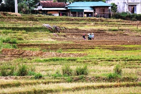 Phóng sự ảnh: Mưu sinh dưới chân núi Ngọc Linh - ảnh 6