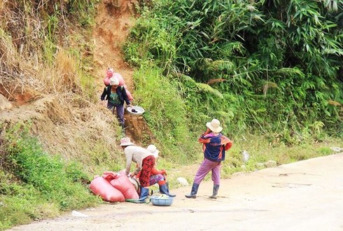 Phóng sự ảnh: Mưu sinh dưới chân núi Ngọc Linh - ảnh 7