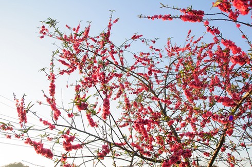 Thung lũng Mộc Châu thắm sắc hoa đào - ảnh 9