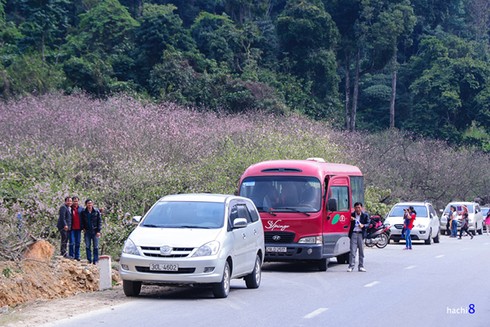 Thung lũng Mộc Châu thắm sắc hoa đào - ảnh 2