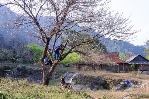 Thung lũng Mộc Châu thắm sắc hoa đào - ảnh 6