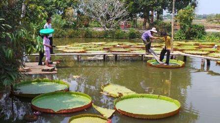 Cận cảnh lá sen 'khổng lồ' ngồi được như thuyền - ảnh 9