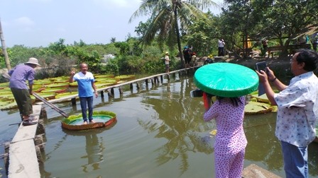 Cận cảnh lá sen 'khổng lồ' ngồi được như thuyền - ảnh 11