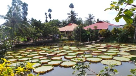 Cận cảnh lá sen 'khổng lồ' ngồi được như thuyền - ảnh 1
