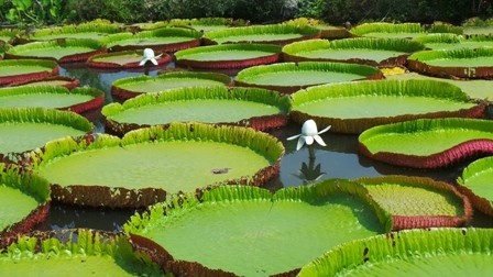 Cận cảnh lá sen 'khổng lồ' ngồi được như thuyền - ảnh 2