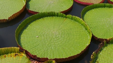 Cận cảnh lá sen 'khổng lồ' ngồi được như thuyền - ảnh 3