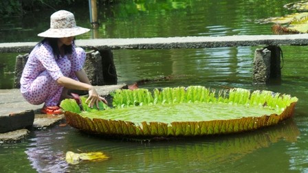 Cận cảnh lá sen 'khổng lồ' ngồi được như thuyền - ảnh 6