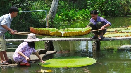 Cận cảnh lá sen 'khổng lồ' ngồi được như thuyền - ảnh 7