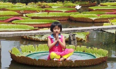 Cận cảnh lá sen 'khổng lồ' ngồi được như thuyền - ảnh 8