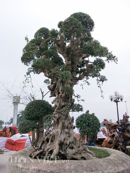 Cây duối cổ 20 tỷ đồng có gì đặc biệt - ảnh 1