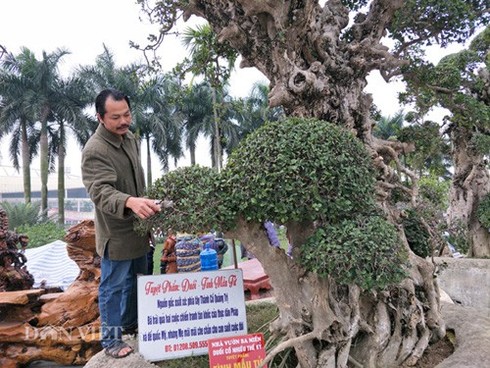 Cây duối cổ 20 tỷ đồng có gì đặc biệt - ảnh 2