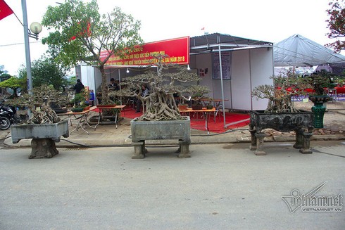 Cây cảnh giá tiền tỷ ở Hà Nội - ảnh 1