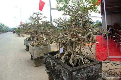 Cây cảnh giá tiền tỷ ở Hà Nội - ảnh 2