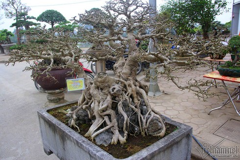 Cây cảnh giá tiền tỷ ở Hà Nội - ảnh 3