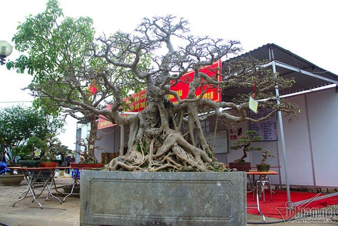 Cây cảnh giá tiền tỷ ở Hà Nội - ảnh 4