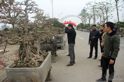 Cây cảnh giá tiền tỷ ở Hà Nội - ảnh 5
