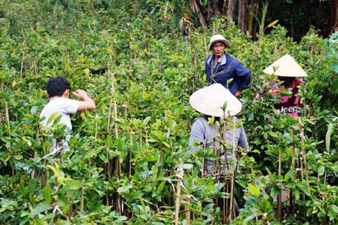 Thủ phủ mai vàng Nhơn An chong đèn bán mai tết từ sớm - ảnh 2