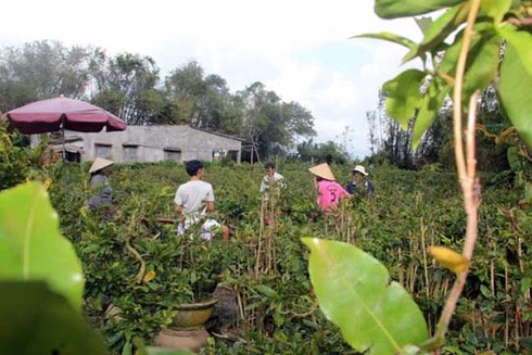 Thủ phủ mai vàng Nhơn An chong đèn bán mai tết từ sớm - ảnh 3