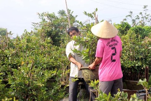 Thủ phủ mai vàng Nhơn An chong đèn bán mai tết từ sớm - ảnh 4