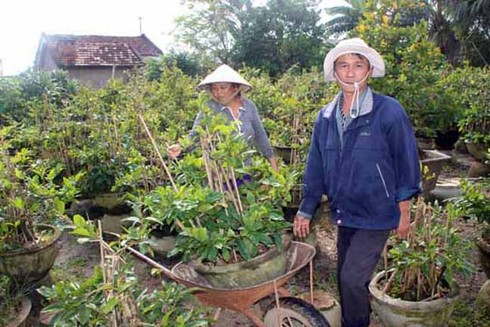 Thủ phủ mai vàng Nhơn An chong đèn bán mai tết từ sớm - ảnh 7