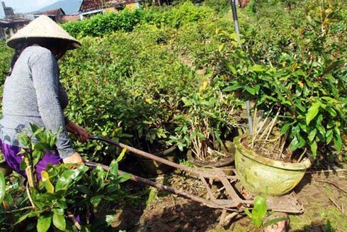 Thủ phủ mai vàng Nhơn An chong đèn bán mai tết từ sớm - ảnh 6