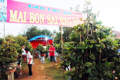 Thủ phủ mai vàng Nhơn An chong đèn bán mai tết từ sớm - ảnh 8