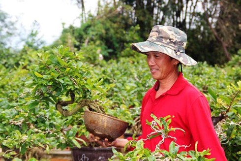 Thủ phủ mai vàng Nhơn An chong đèn bán mai tết từ sớm - ảnh 5