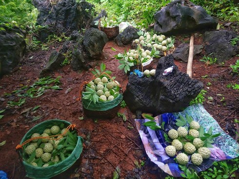 Ngỡ ngàng quả na 'khủng' mang tên Hoàng Hậu - ảnh 3