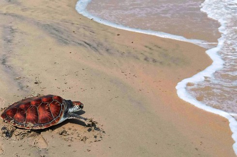 Thả rùa quý hiếm về lại biển - ảnh 1